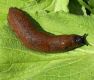 Have you seen this slug?