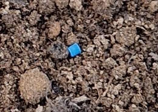 slug-pellet-on-ground