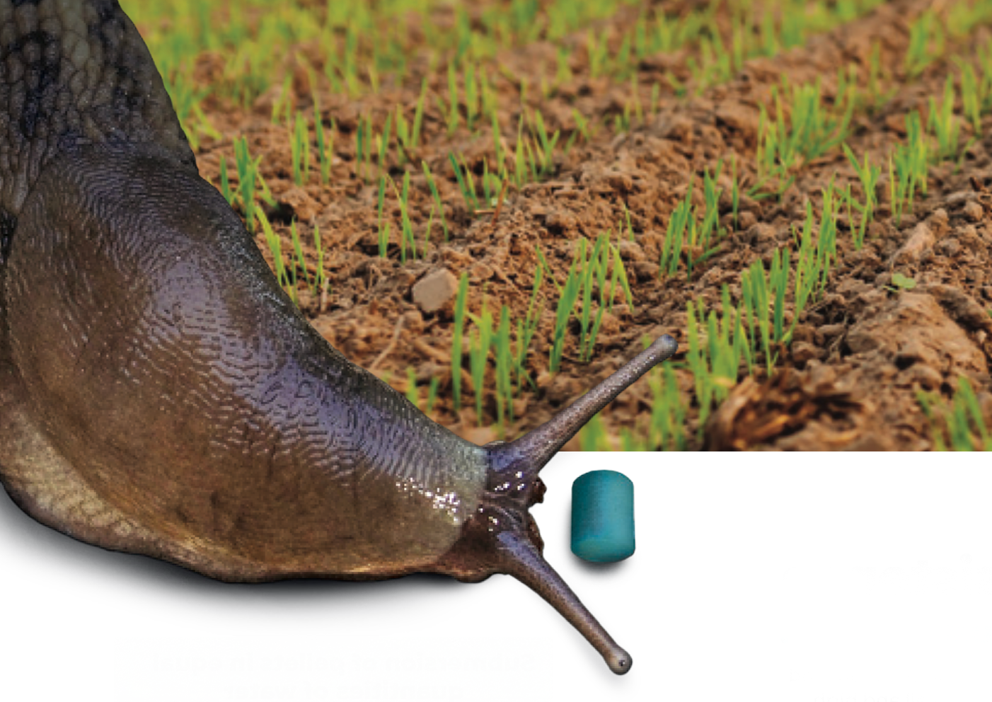 slug-in-field-with-pellet-on-white