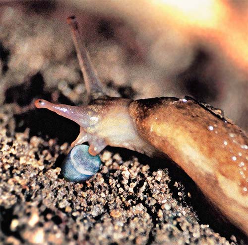 slug-in-field-with-pellet-on-white